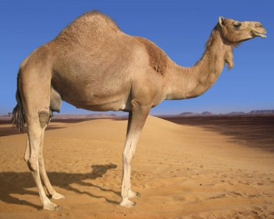 Camel in the Desert.jpg